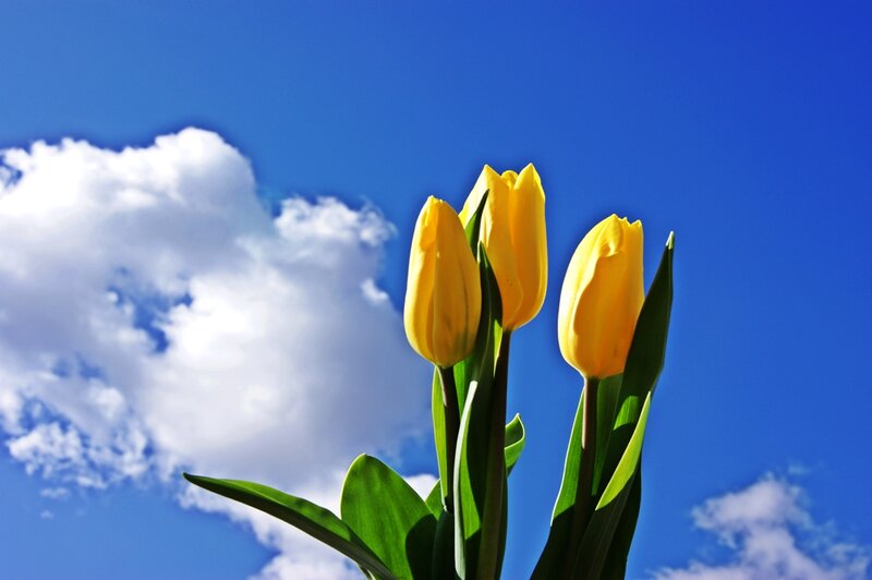 Yellow Tulips Against Sky — Blue