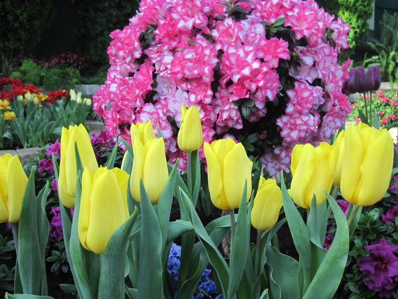 Yellow Tulips and Azaleas