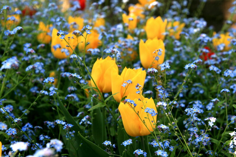 Yellow Tulips and Blue Flowers — Serene
