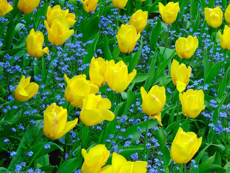 Yellow Tulips and Blue Flowers