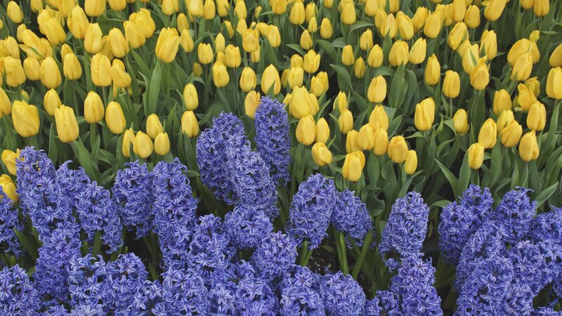 Yellow tulips and blue hyacinths