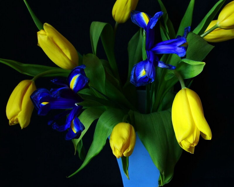 Yellow Tulips and Blue Irises — Dramatic