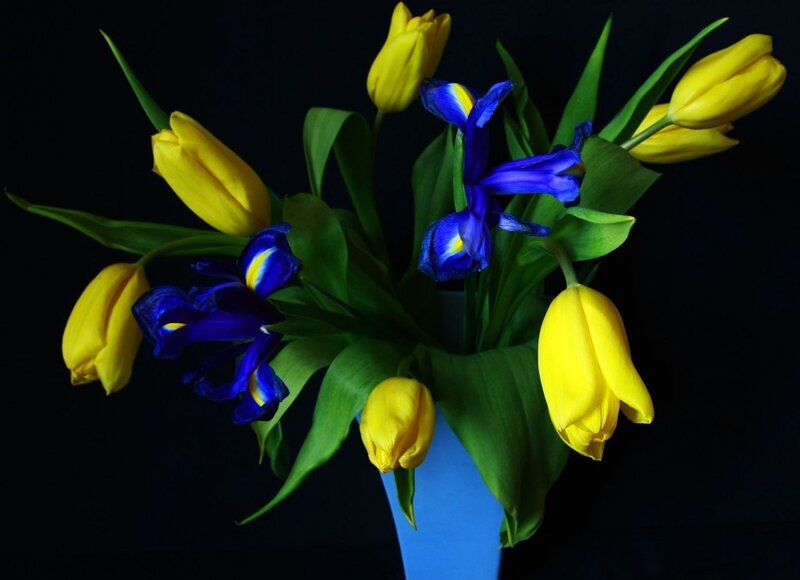 Yellow Tulips and Blue Irises