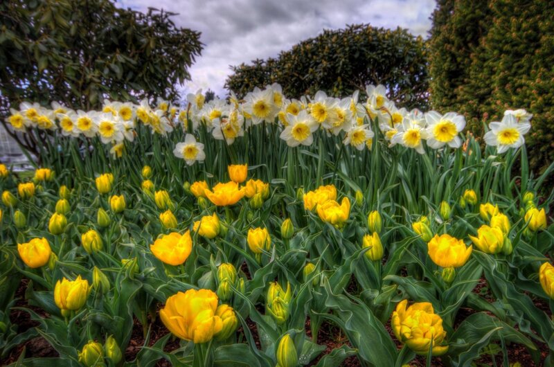 Yellow Tulips and Daffodils — Serene