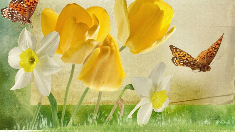 Yellow Tulips and Daffodils