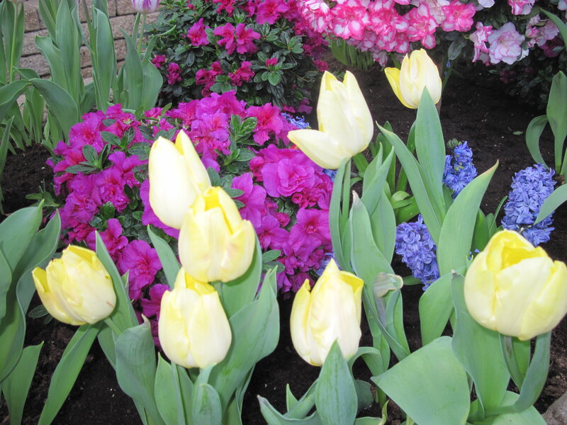 Yellow Tulips and Flowers