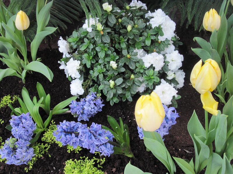 Yellow Tulips and Hyacinths — Calm, Spring