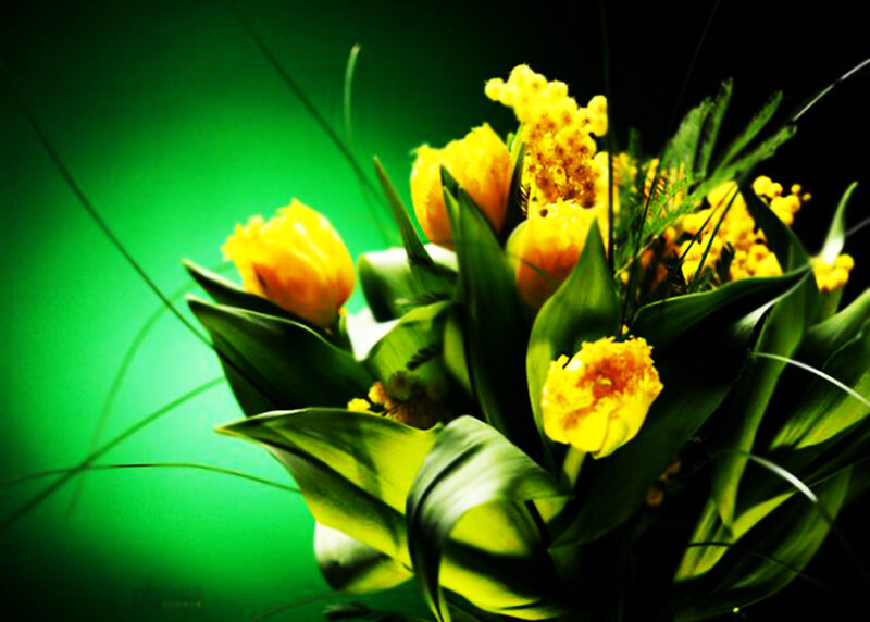 Yellow Tulips and Mimosa