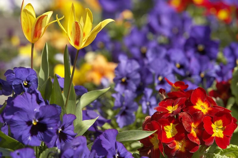 Yellow Tulips and Pansies — Purple