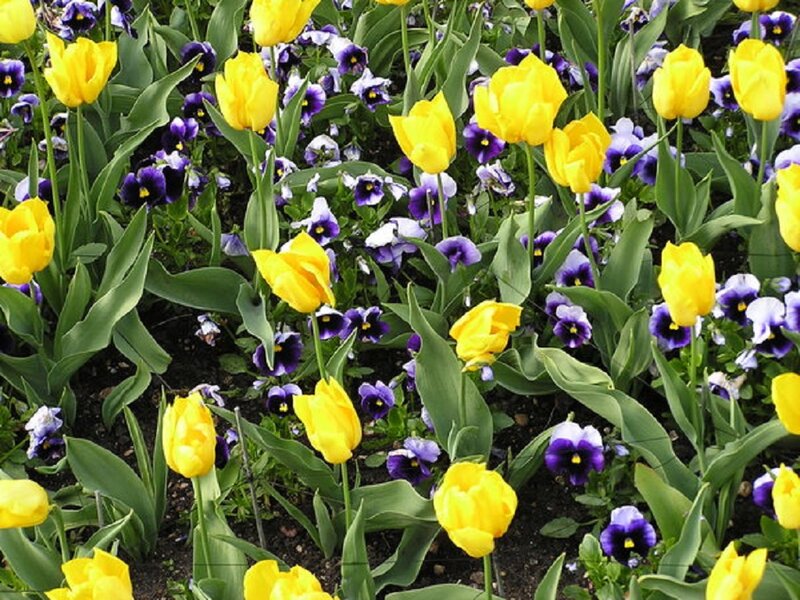 Yellow Tulips and Pansies
