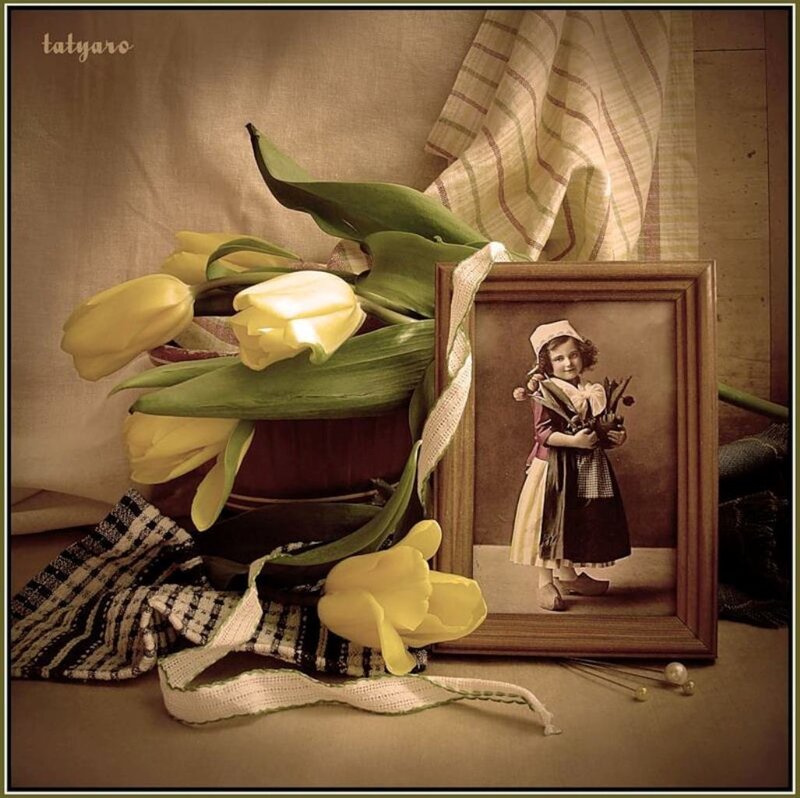 Yellow Tulips and Photo