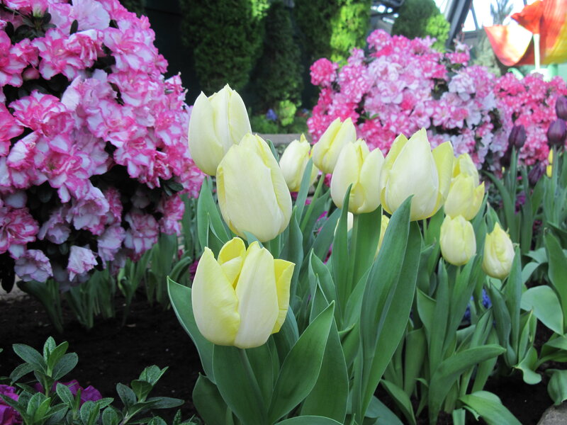 Yellow Tulips and Pink Azaleas — Serene