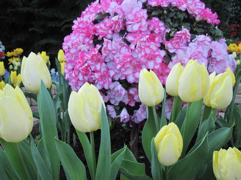 Yellow Tulips and Pink Azaleas