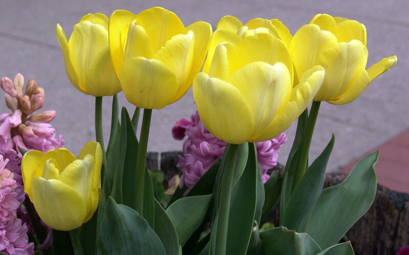 Yellow tulips and pink hyacinths