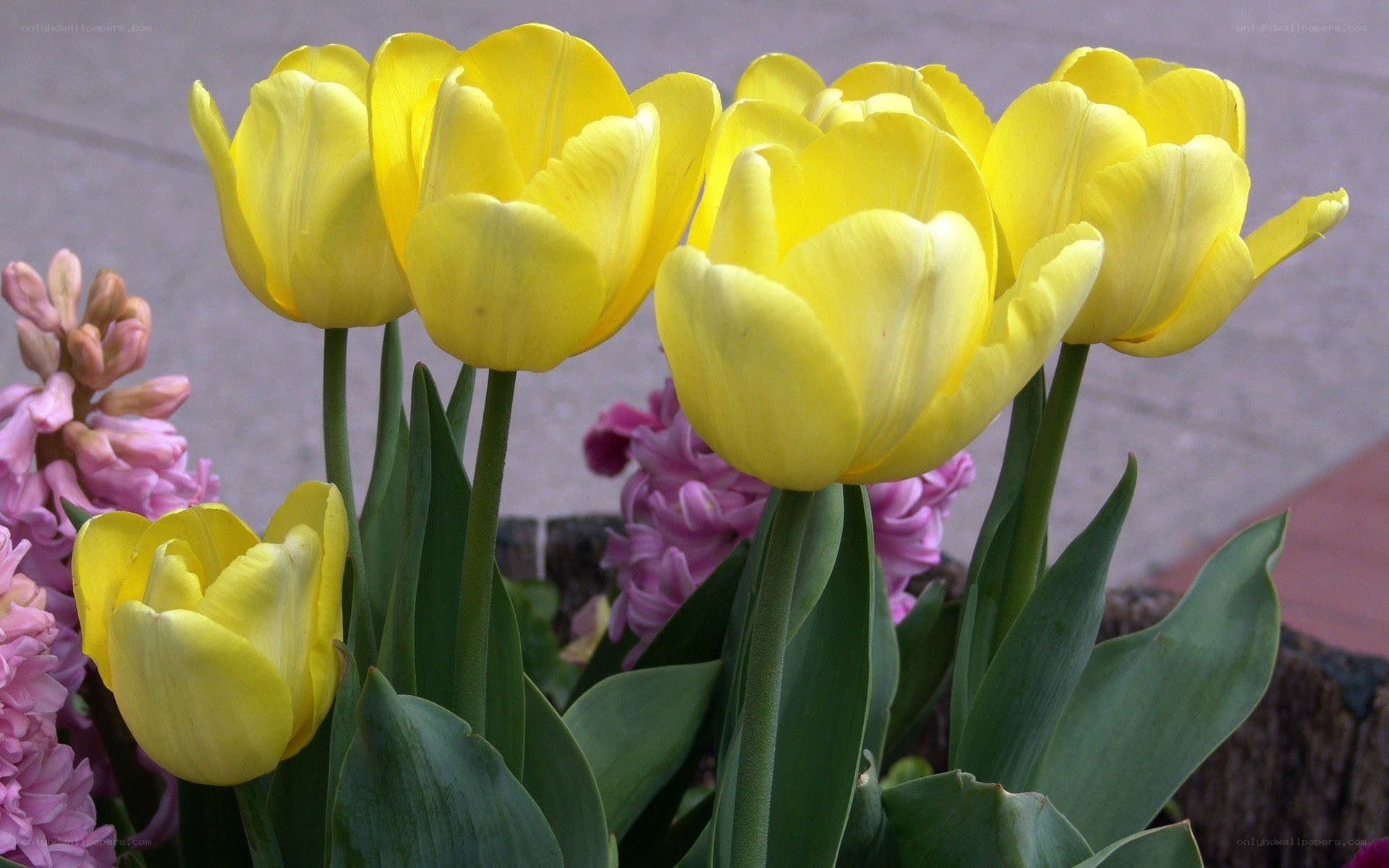 Yellow tulips and pink hyacinths