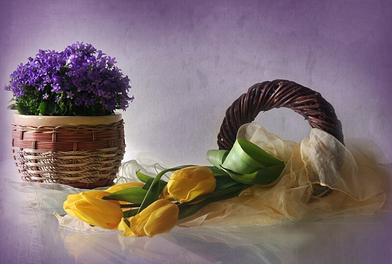 Yellow Tulips and Purple Flowers — Serene