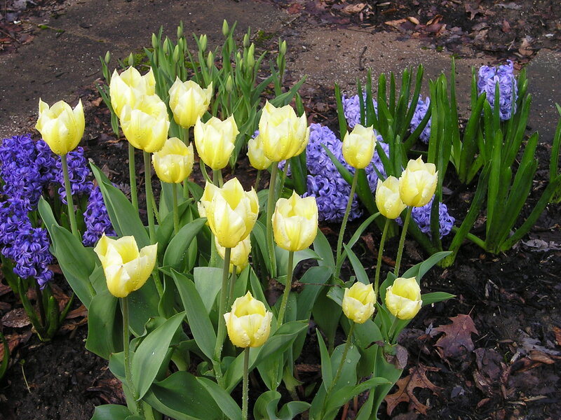 Yellow Tulips and Purple Hyacinths — Calm, Spring