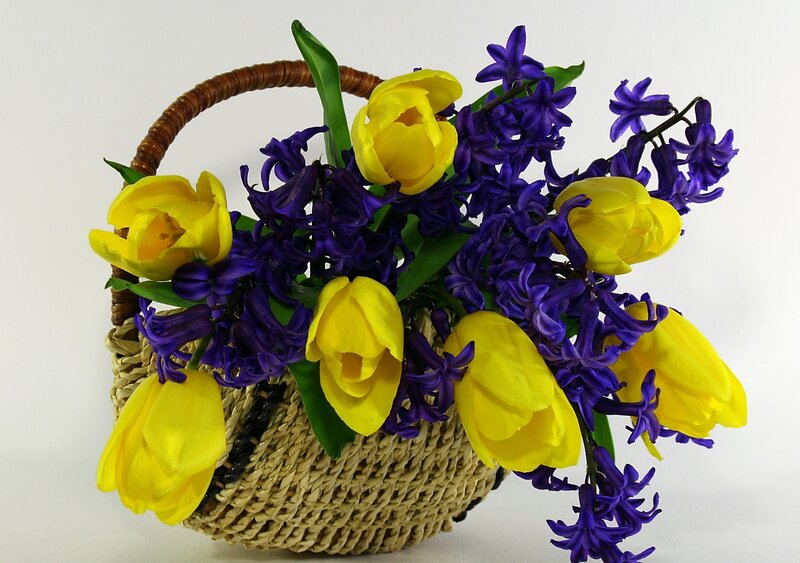 Yellow Tulips and Purple Hyacinths — Calm