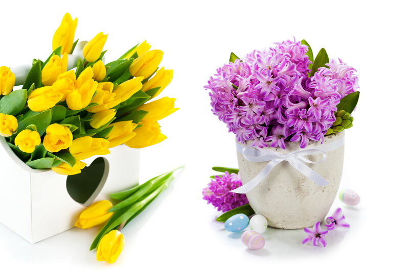Yellow Tulips and Purple Hyacinths — Festive