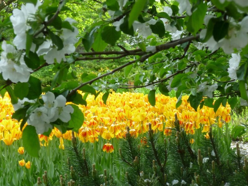 Yellow Tulips and White Blossoms
