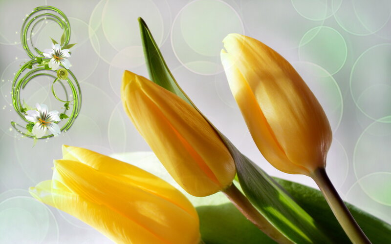 Yellow Tulips and White Flowers — Serene