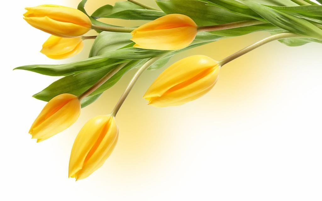 yellow tulips bouquet