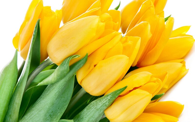 Yellow Tulips Bouquet — Bright