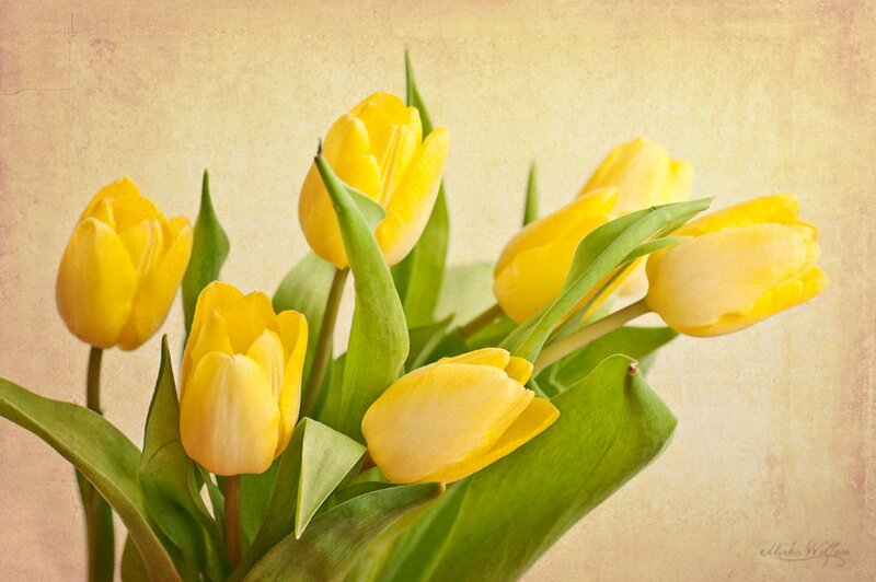 Yellow Tulips Bouquet — Calm, Photograph, Green Leaves, Background