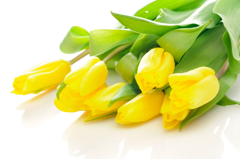 Yellow Tulips Bouquet — Calm, Photograph, Green Leaves, White Surface