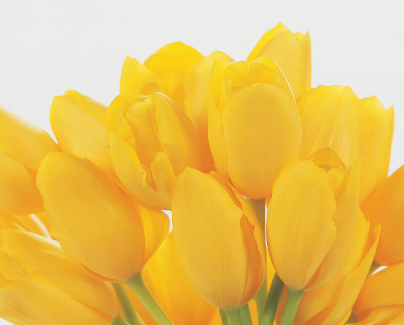 Yellow Tulips Bouquet — Calm, Photograph