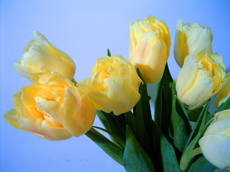 Yellow Tulips Bouquet — Calm