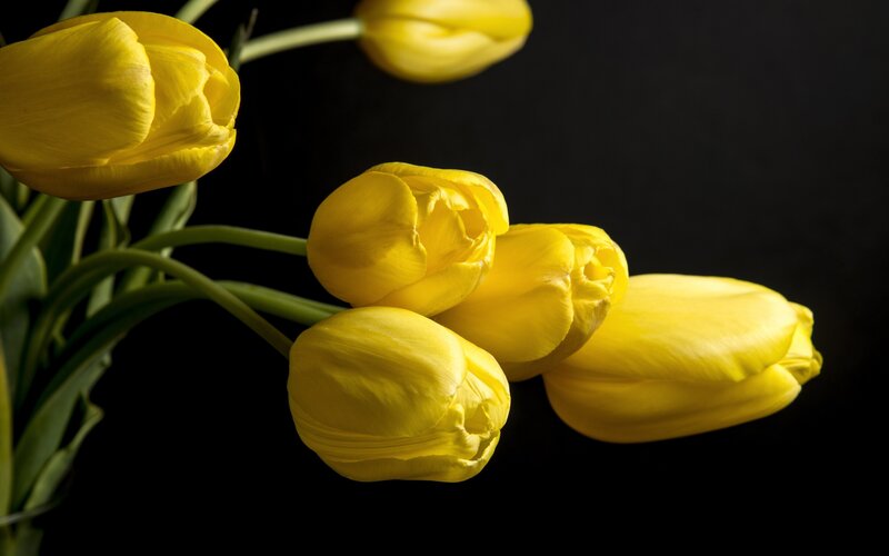 Yellow Tulips Bouquet — Dramatic, Photograph