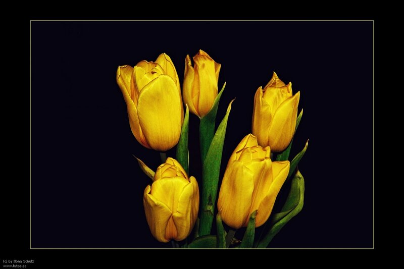 Yellow Tulips Bouquet — Dramatic