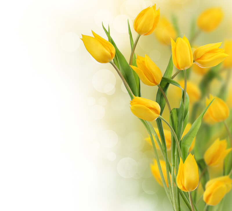 Yellow Tulips Bouquet — Serene, Spring