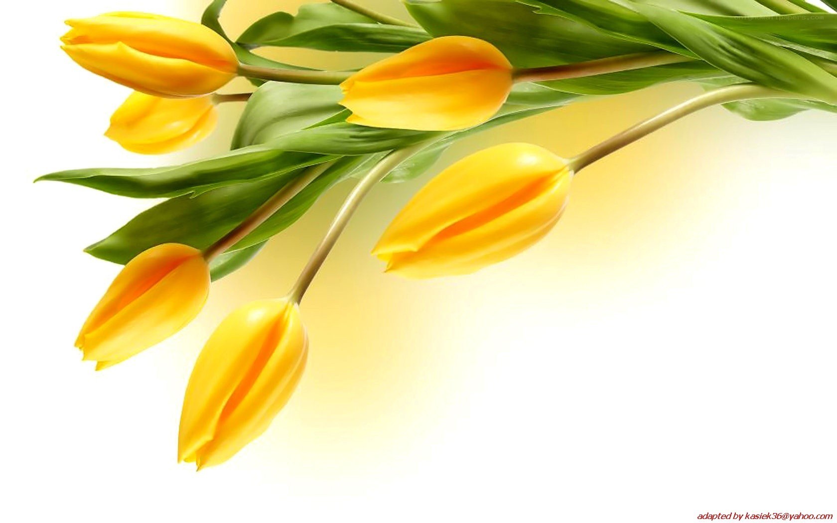 yellow tulips bouquet