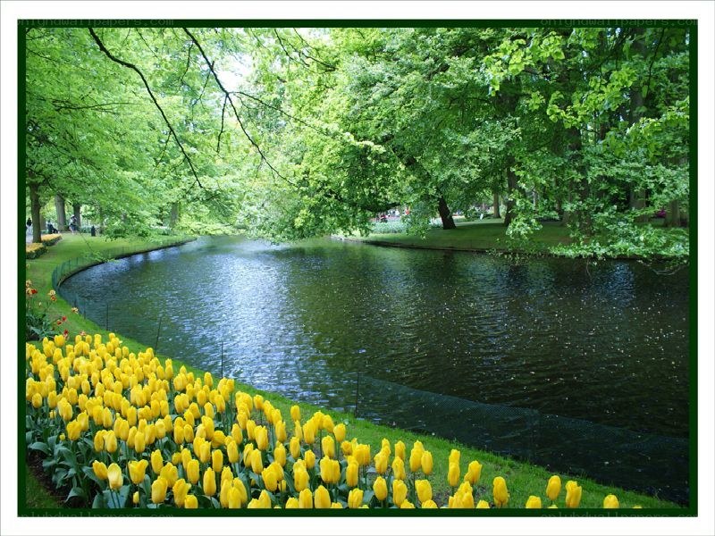 Yellow tulips by a park pond