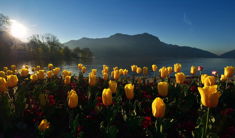Yellow Tulips by Lake — Serene