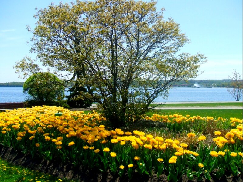 Yellow Tulips by Lake