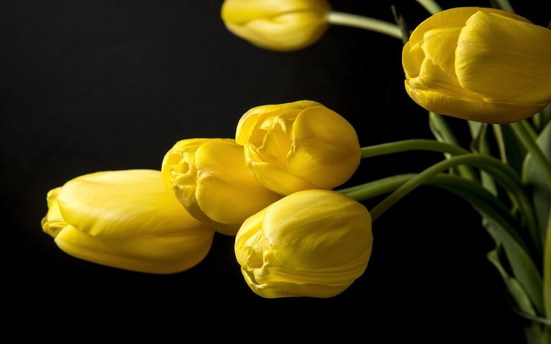 Yellow Tulips — Dramatic