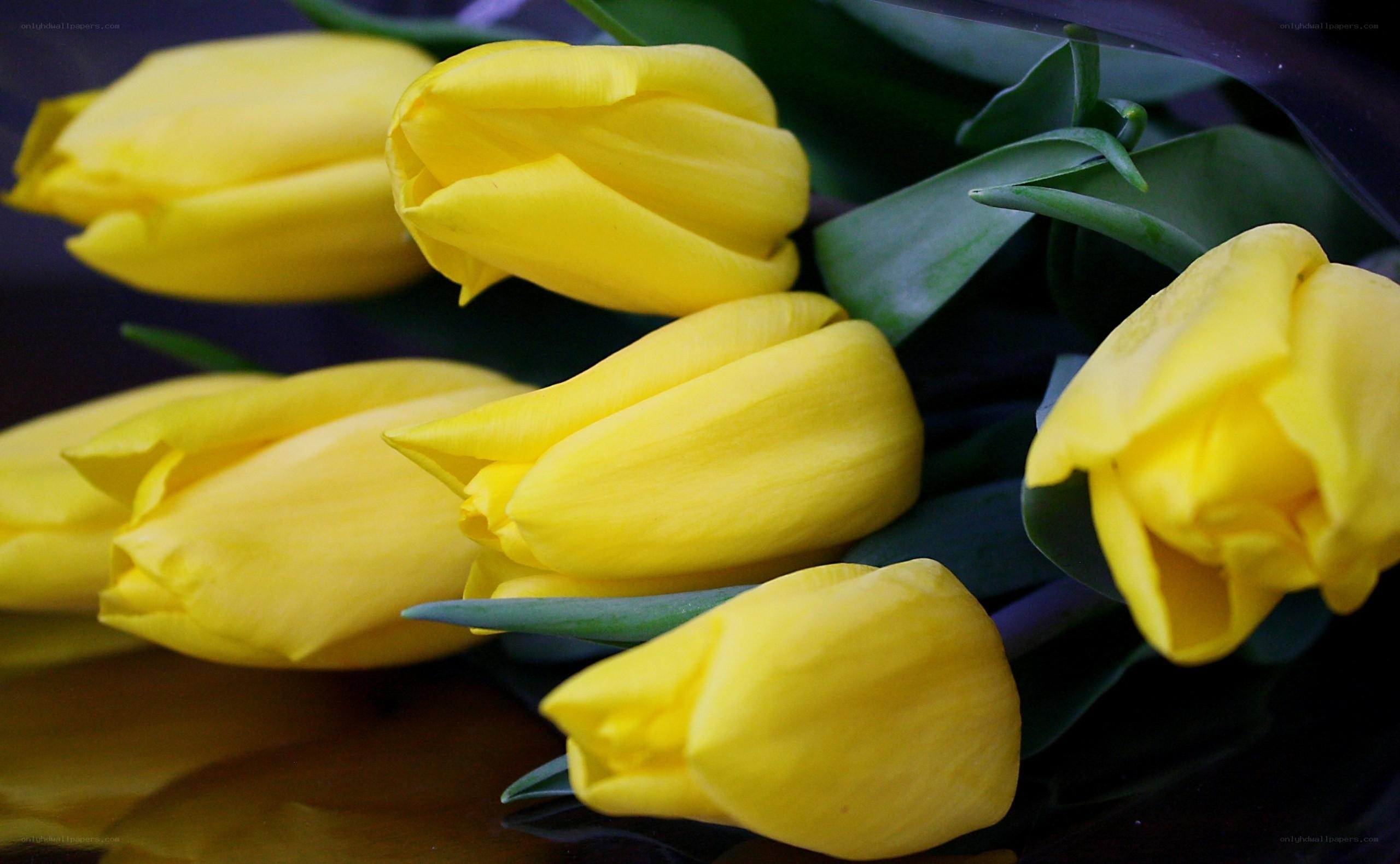 Yellow tulips in a bouquet