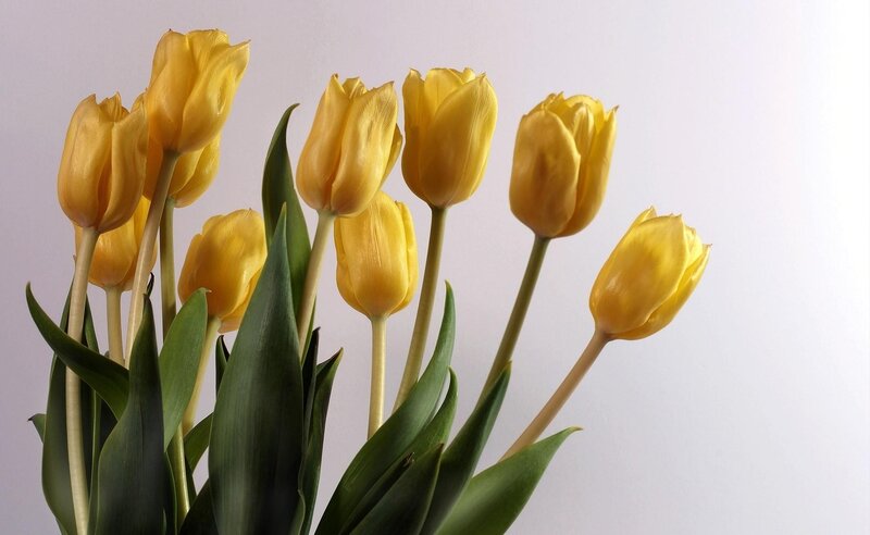 Yellow tulips in a bouquet