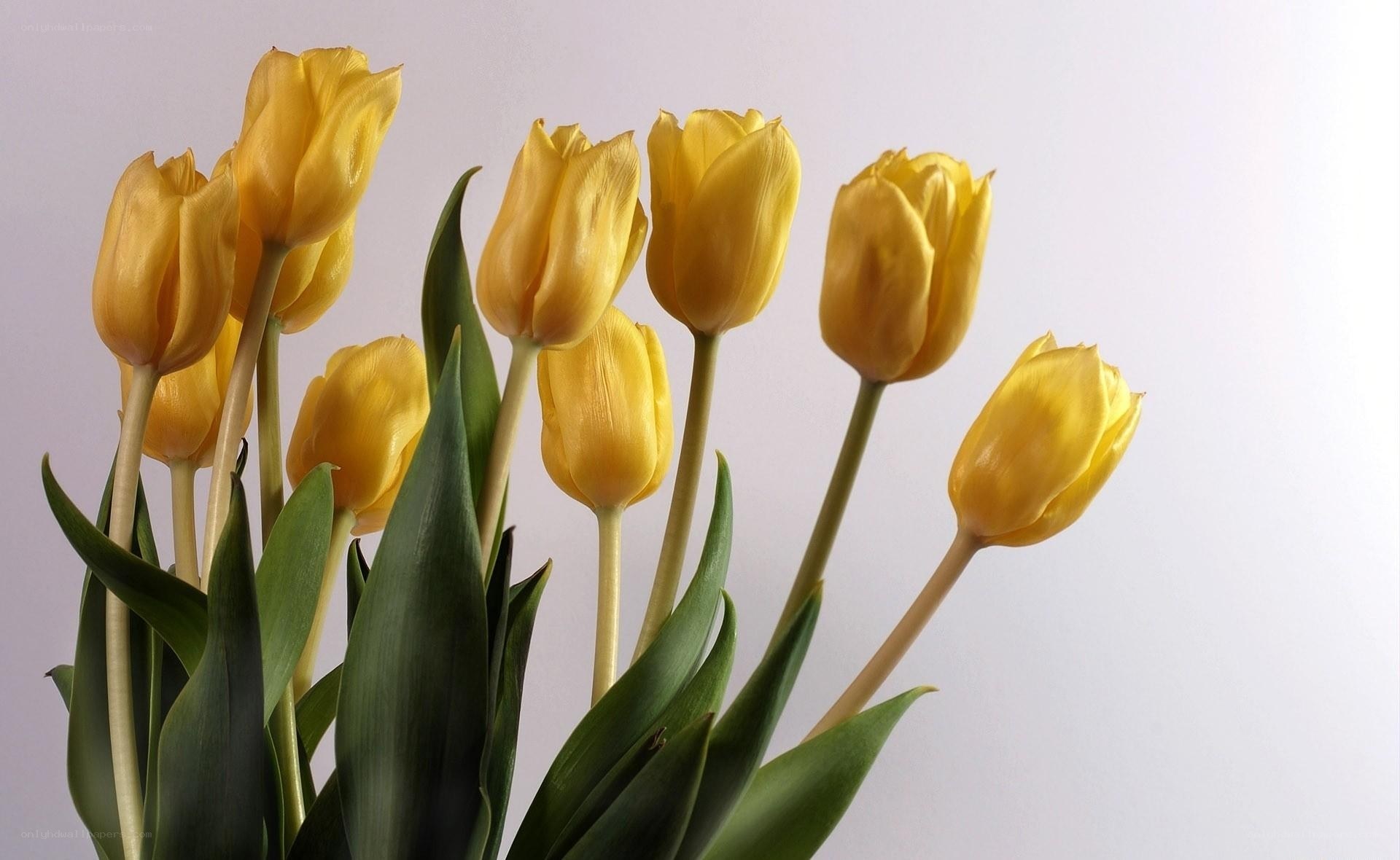 Yellow tulips in a bouquet