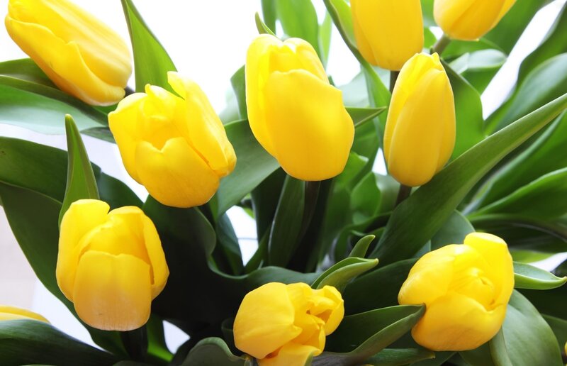 Yellow tulips in a bouquet