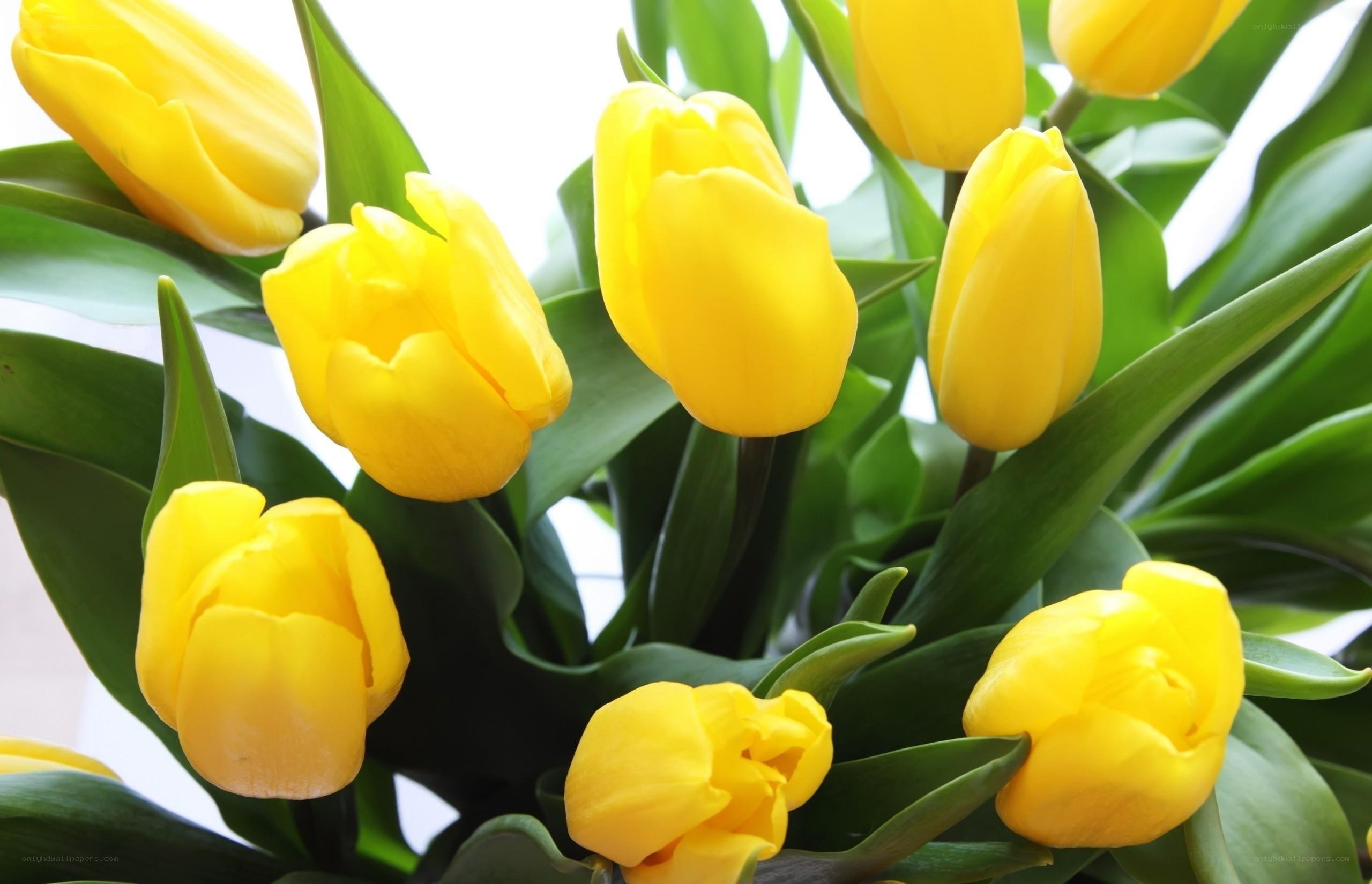 Yellow tulips in a bouquet