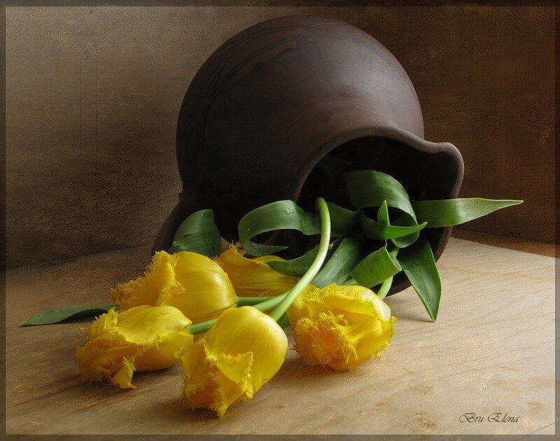Yellow tulips in a clay pot