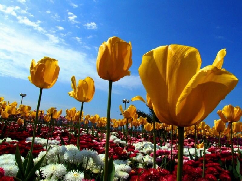 Yellow tulips in a colorful field