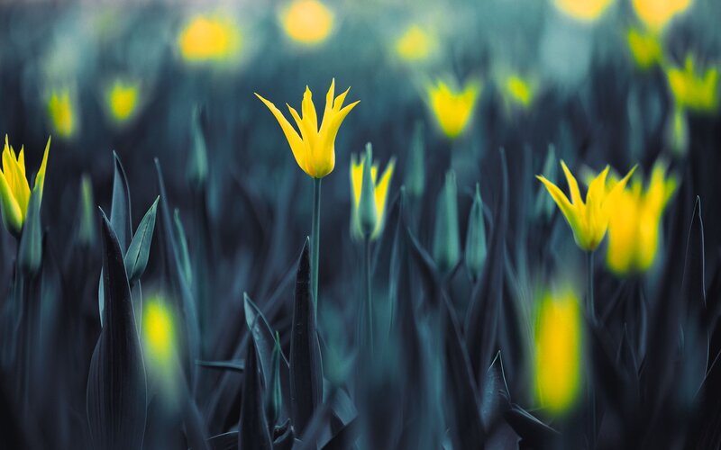 Yellow tulips in a dark field