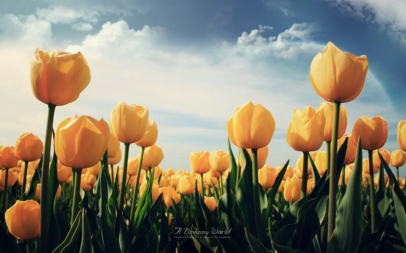 Yellow tulips in a dreamy field
