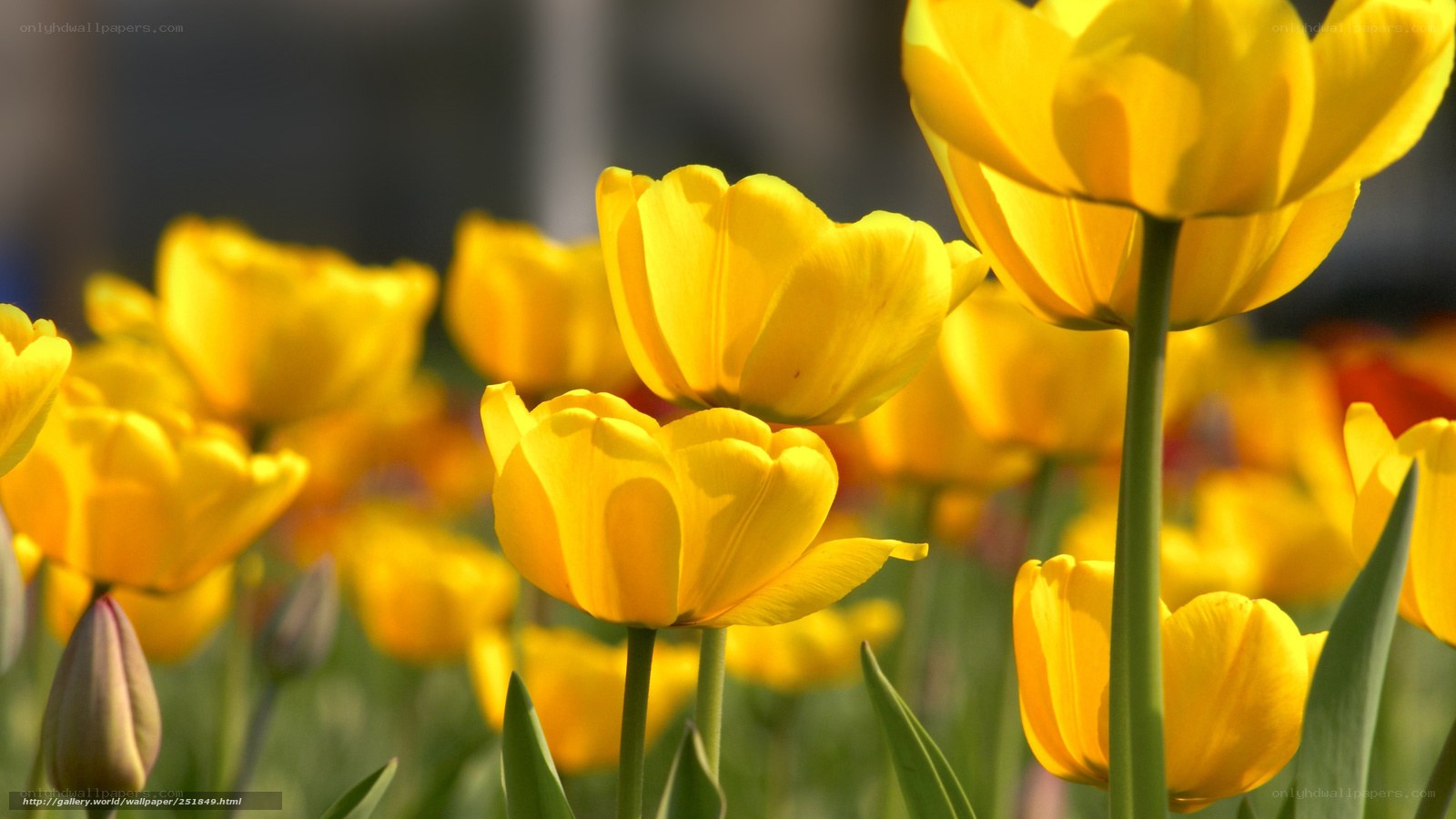 Yellow tulips in a field