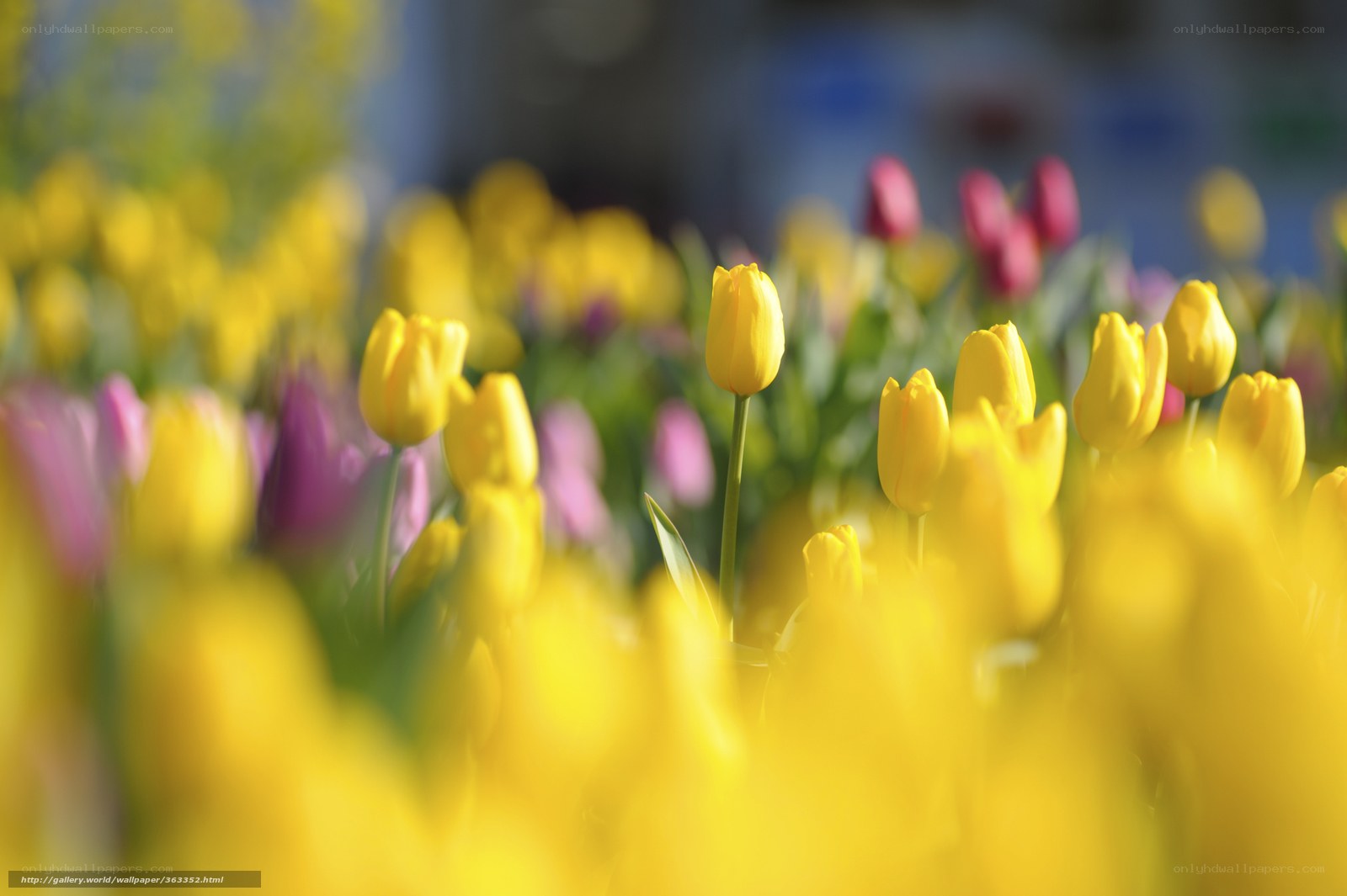 Yellow tulips in a field